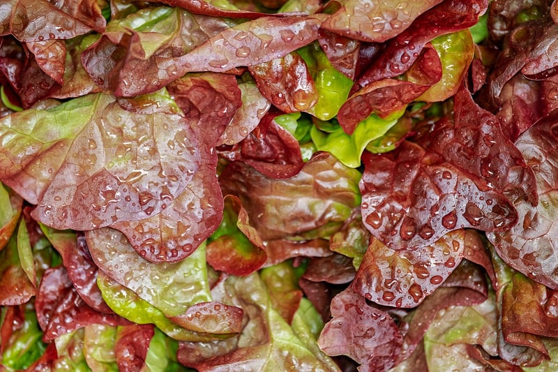 Enchanted Garden Salad