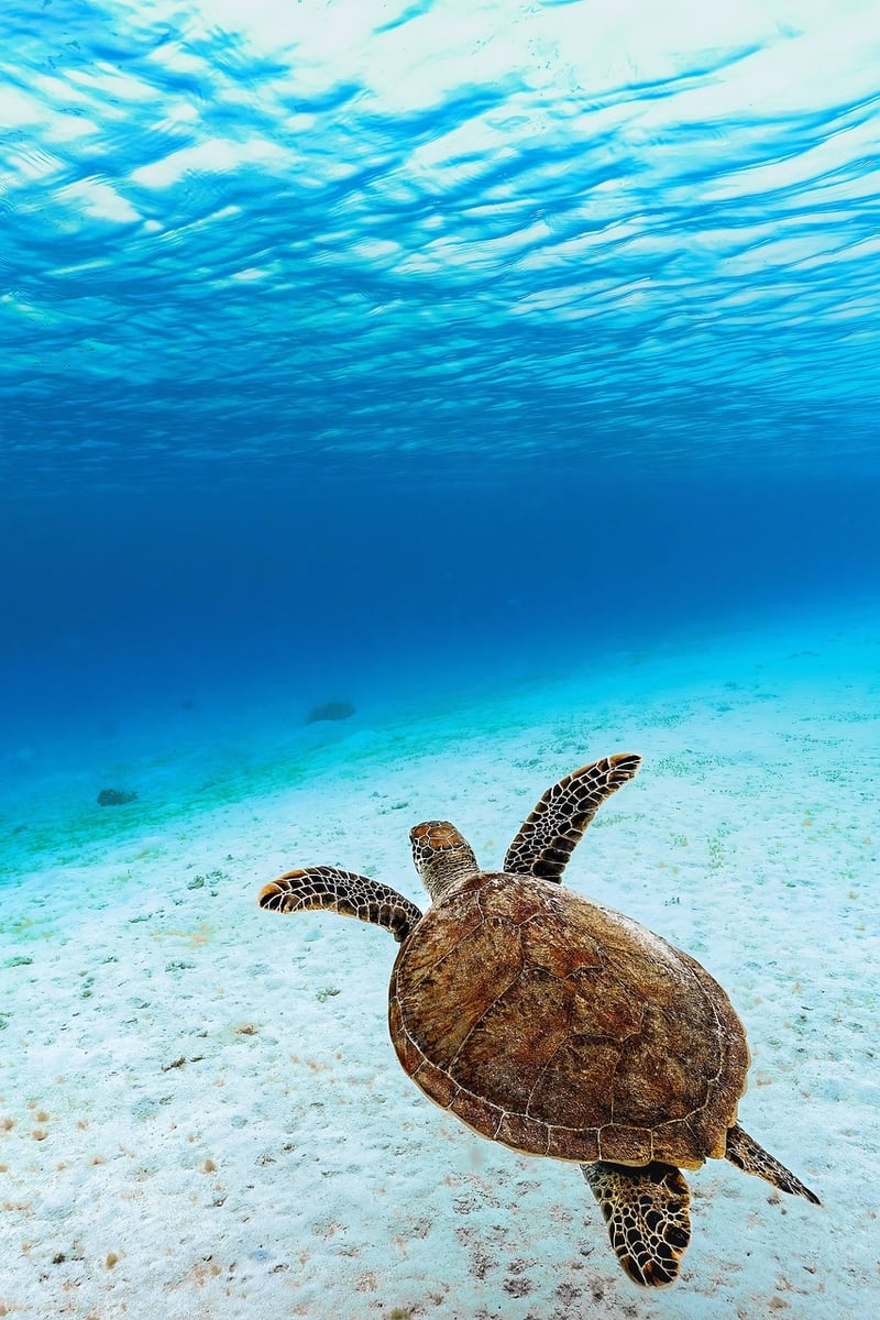 Underwater Kingdom